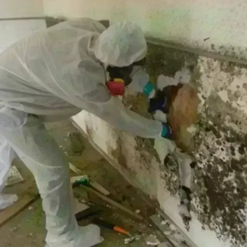 Mold Remediation and Removal in White Oak, TX